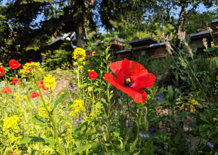 CONTAO_NATURE_THEME_Biene_auf_dem_Heimweg